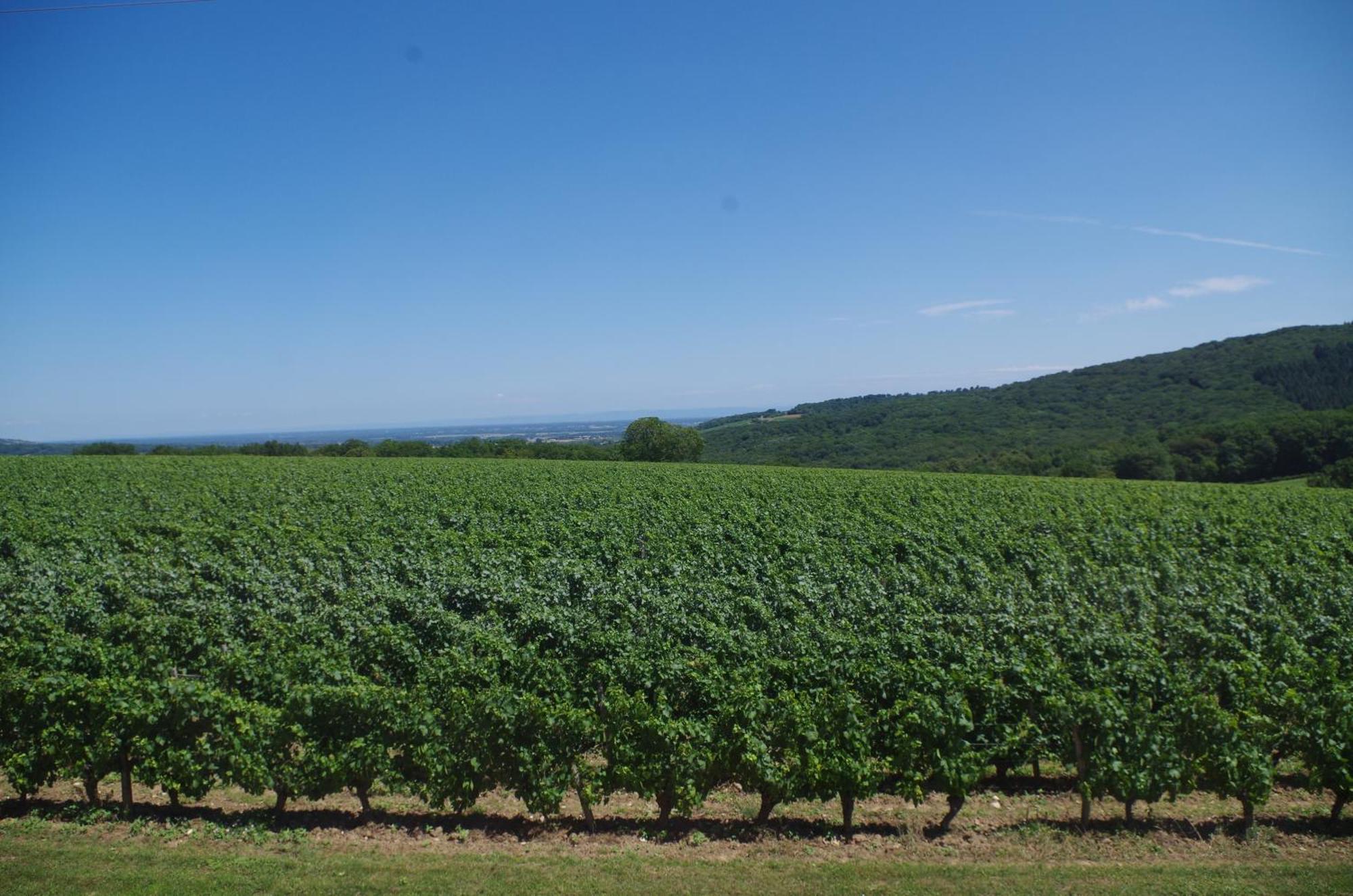 Domaine Joseph Lafarge Wine Resort Winemaker House La Maison Du Negociant Lugny Exterior photo